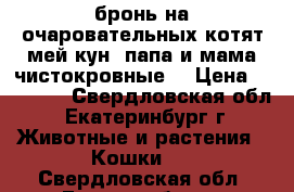 бронь на очаровательных котят мей кун, папа и мама чистокровные  › Цена ­ 10 000 - Свердловская обл., Екатеринбург г. Животные и растения » Кошки   . Свердловская обл.,Екатеринбург г.